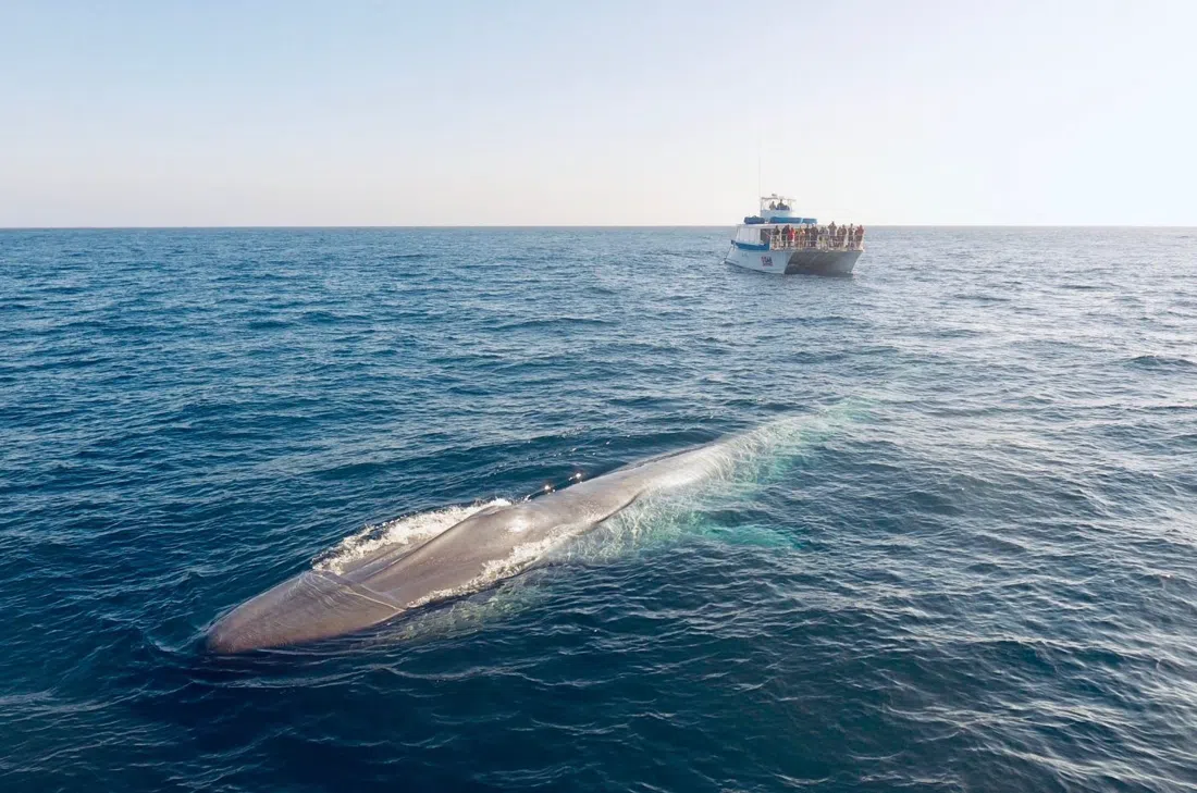 Dana Wharf Sportfishing & Whale Watching, Los Angeles