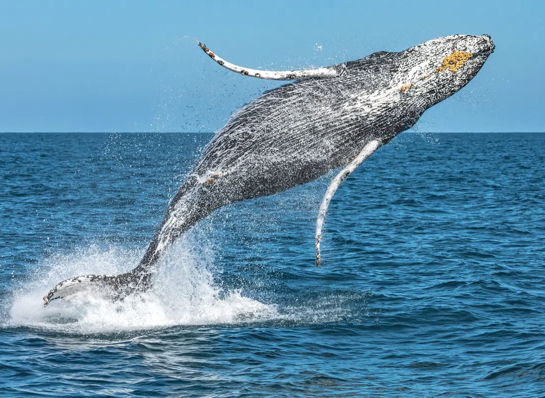 Davey's Locker & Newport Landing Whale Watching, Los Angeles