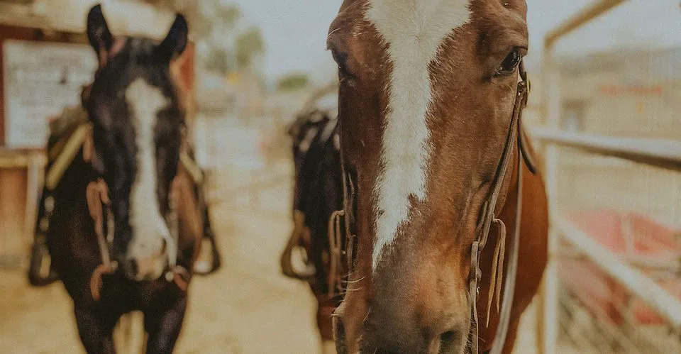 LA Horse Rentals, Los Angeles