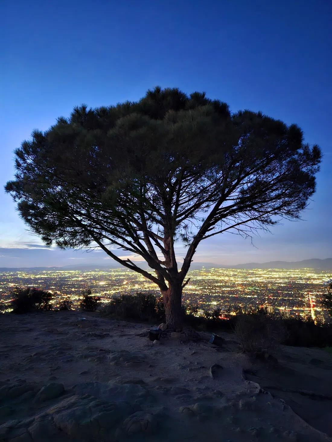 Wisdom Tree & Cahuenga Peak, Los Angeles